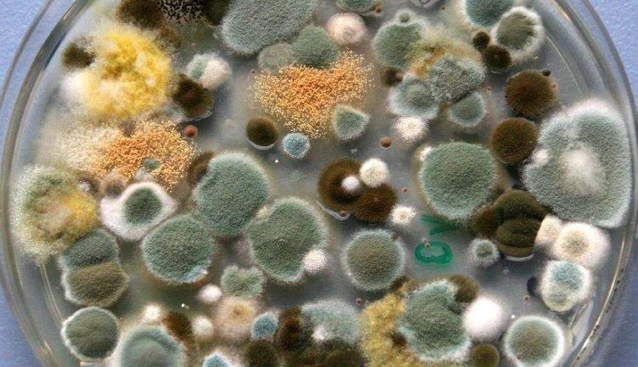 What is a mold test chamber? Is it the same as a mold incubator? 